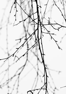 Winter Birch Tree Shoots