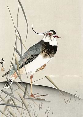 Pewit bird in the field