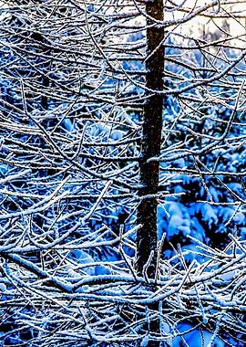 Larix Tree In Wintertime
