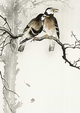 Starling couple on tree