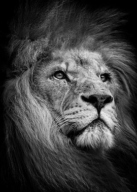 black wild lion king