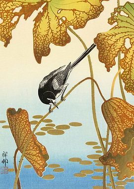 Wagtail on lotus flower