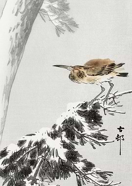 Bird on snowy pine tree