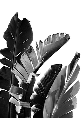 Banana Leaves Finesse 2