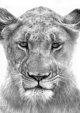 baby lion head poster