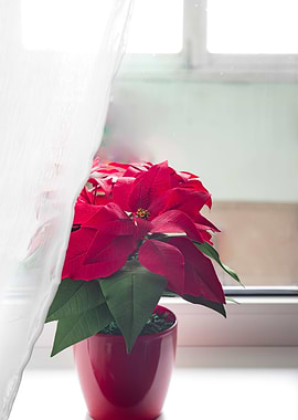 Poinsettia on window