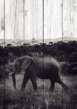 Elephant Art