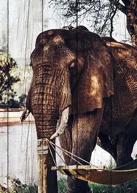 Elephant Art