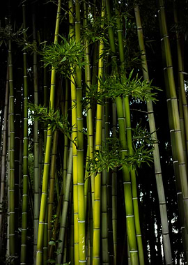 Bamboo forest