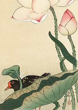 Moorhen and lotus flower