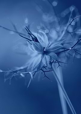 Blue Nigella