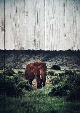 Elephant Art