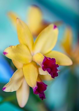 Orchid Flower