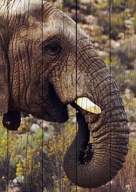 Elephant Art
