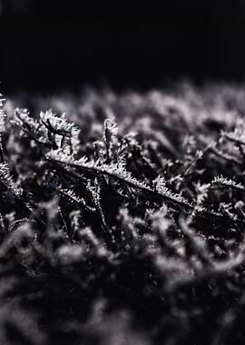 Frost