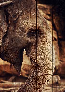 Elephant Art