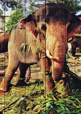 Elephant Art