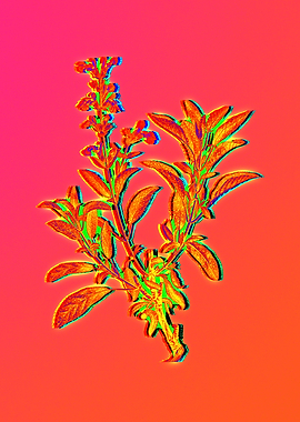 Blue Flower Yellow Flower