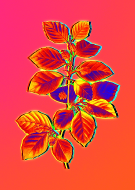 Pink Flower Yellow Flower