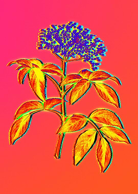 Pink Flower Yellow Flower