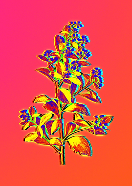 Pink Flower Yellow Flower