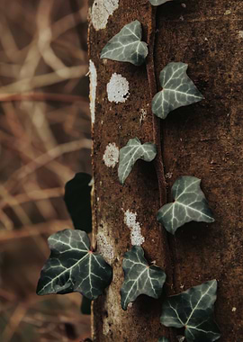Ivy on tree