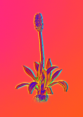 Neon Flower Illustration
