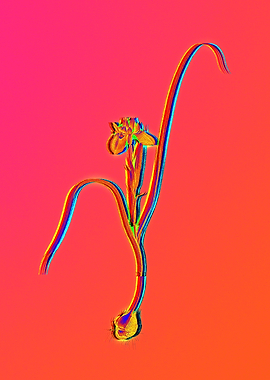 Neon Botanical Drawing