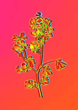 Pink Flower Yellow Flower