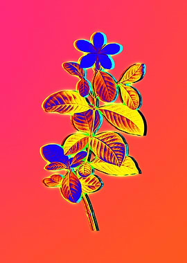 Yellow Flower Red Flower