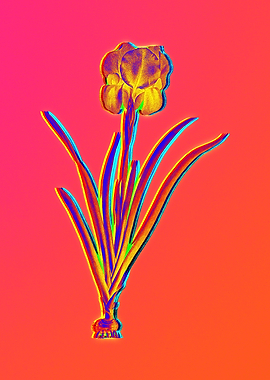 Hot Neon Pink Flowers