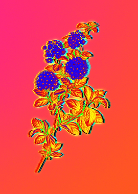 Yellow Flower Red Flower