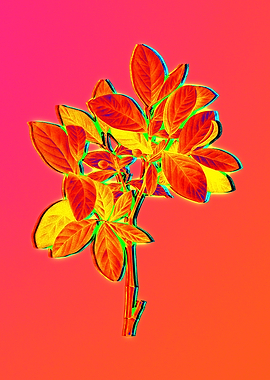 Pink Flower Yellow Flower