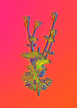 Neon Botanical Drawings