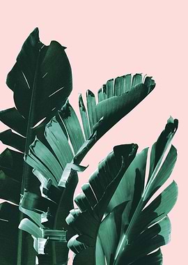 Banana Leaves Finesse 3