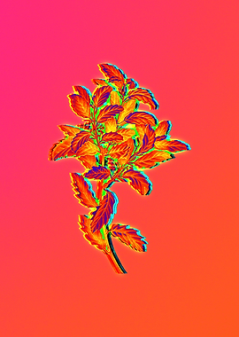 Blue Flower Yellow Flower