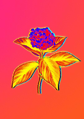 Blue Flower Yellow Flower