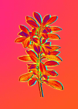 Blue Flower Yellow Flower