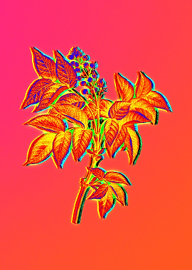 Pink Flower Yellow Flower