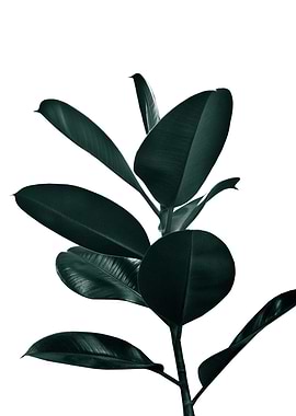 Ficus Finesse 1