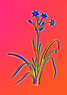 Neon Pink Botanicals