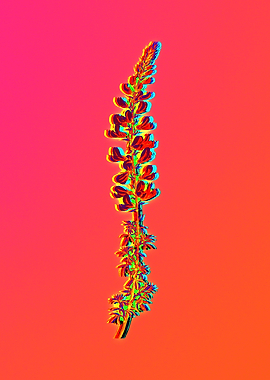 Neon Botanical Drawing