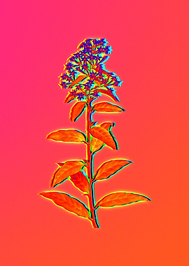 Neon Fabulous Flowers