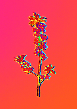 Blue Flower Yellow Flower