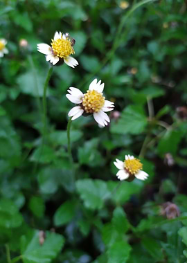 Beautiful Little Flowers