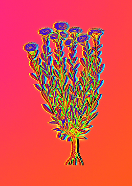 Yellow Flower Red Flower