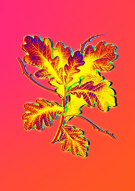 Pink Flower Yellow Flower