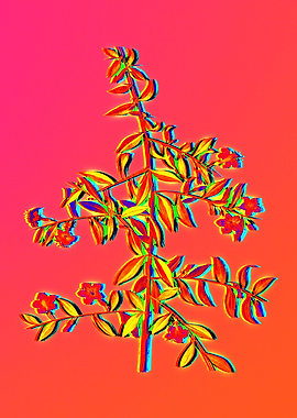 Yellow Flower Red Flower