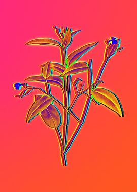 Hot Neon Pink Flowers