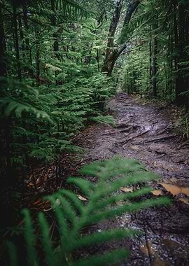 Hike through the jungle